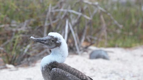 fixed medium closeup of a juvenile blue footed booby on the beach of galapagos islands - handheld shot