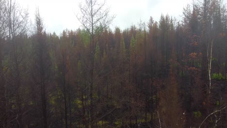 Rainfall-on-forest-fire-aftermath-while-raining