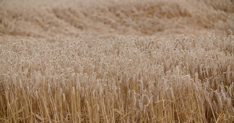 Fliegen-über-Weizenfeld-Landwirtschaft