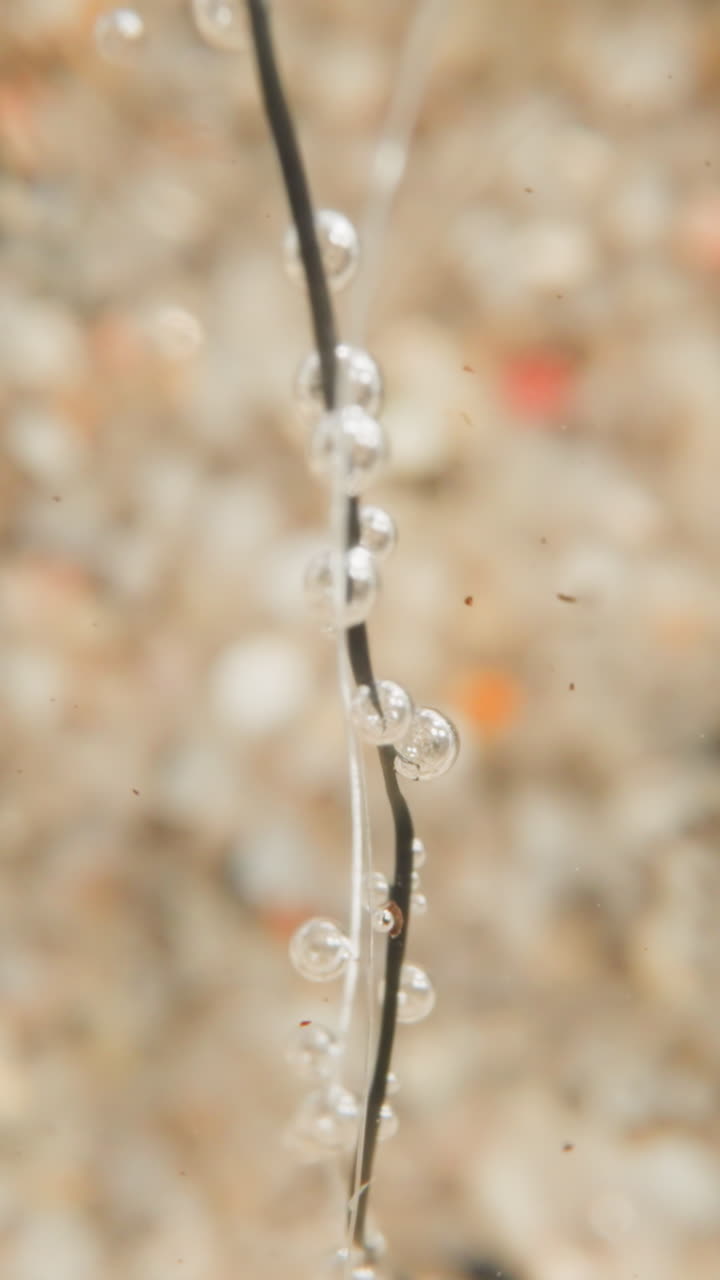 Transparent bubbles on leafless plant at bottom of deep lake. Reservoir with light pebbled soil and clean water. Ecosystem of underwater world
