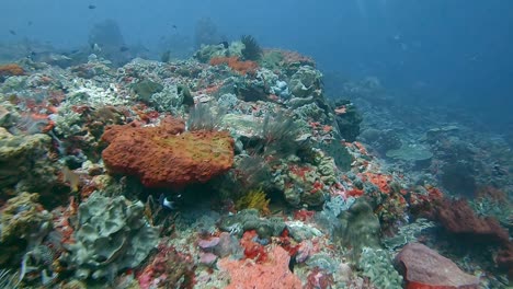 drifting over a stunning hard coral reef in the bali sea