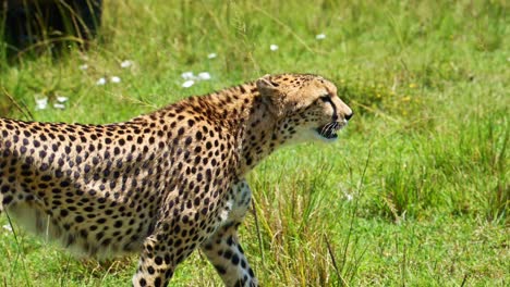 Toma-En-Cámara-Lenta-De-Un-Guepardo-Caminando-En-Un-Exuberante-Paisaje-De-Pastizales,-Fauna-Africana-En-La-Reserva-Nacional-De-Masai-Mara,-Kenia,-Animales-De-Safari-Africanos-En-La-Conservación-Del-Norte-De-Masai-Mara