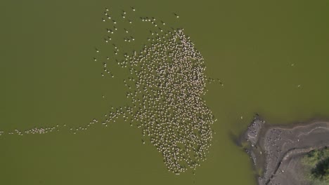 Drone-Aéreo-Disparado-Sobre-El-Lago-Con-Flamencos-En-El-Agua