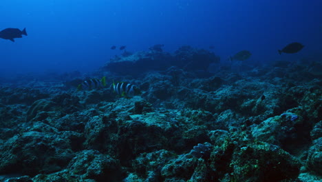 a beautifully serene underwater landscape of the volcanic ocean floor with fish swimming against the deep blue ocean background