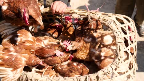 Hühner-In-Nepal-Zu-Verkaufen