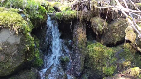 agua que fluye sobre rocas cubiertas de musgo en el bosque del bosque nacional olímpico