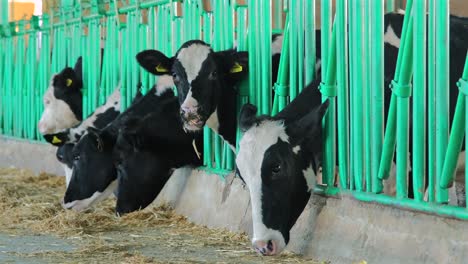 Eine-Kuh--Und-Kälberfarm-In-Der-Türkei,-Ein-Hirte-Und-Eine-Herde-Auf-Dem-Dach,-Während-Das-Kalb-Gefüttert-Wird