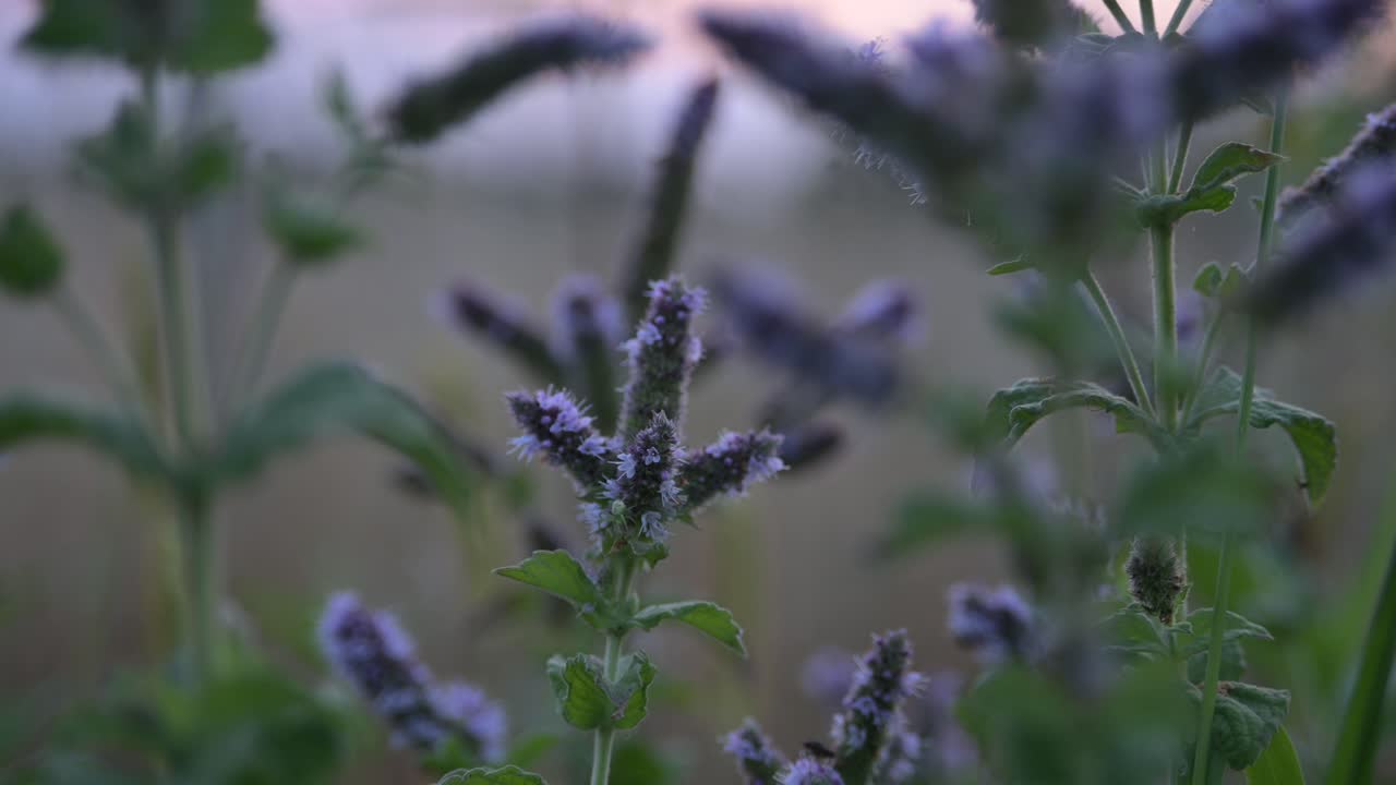 숲의 자연 오염되지 않은 땅에서 자발적으로 자라는 야생의 마음, 아름다운 보라색 꽃 가까이