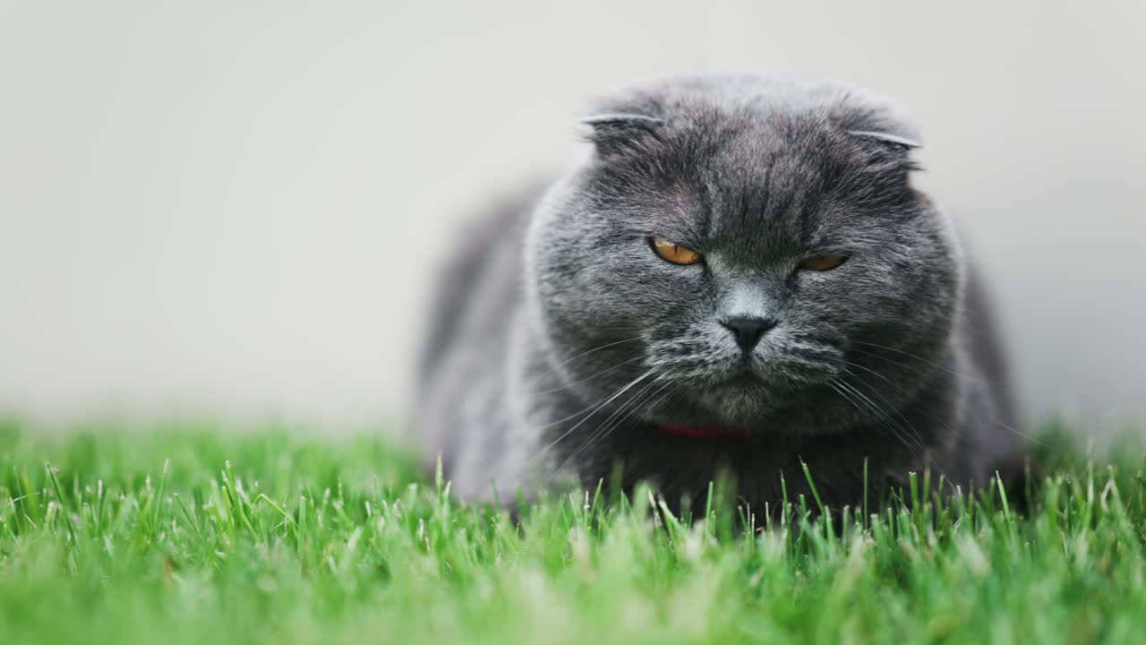 Close up of a Scottish Fold cat with orange eyes and a red collar resting on the green grass in a garden