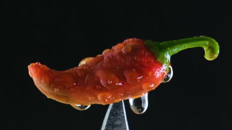 red chili pepper drizzled with water: black backdrop close-up