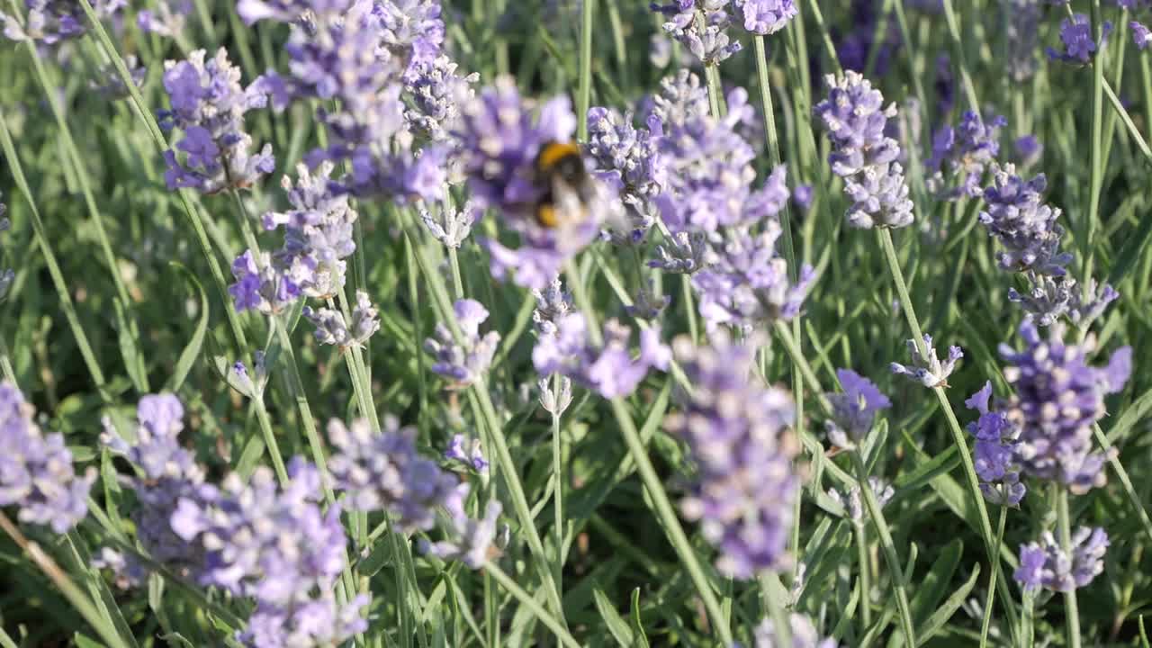 Primo piano di un bombo che vola tra i fiori di lavanda raccogliendo polline.