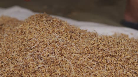 semillas de arroz con embrión de cerca de los trabajadores de la granja recogiendo la semilla para la plantación