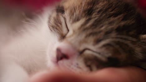un gatito durmiendo en las manos de un hombre con las patas extendidas