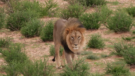 Afrikanischer-Löwe-Zu-Fuß-In-Der-Savanne---Nahaufnahme