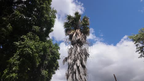 beautiful palm tree in the suburbs