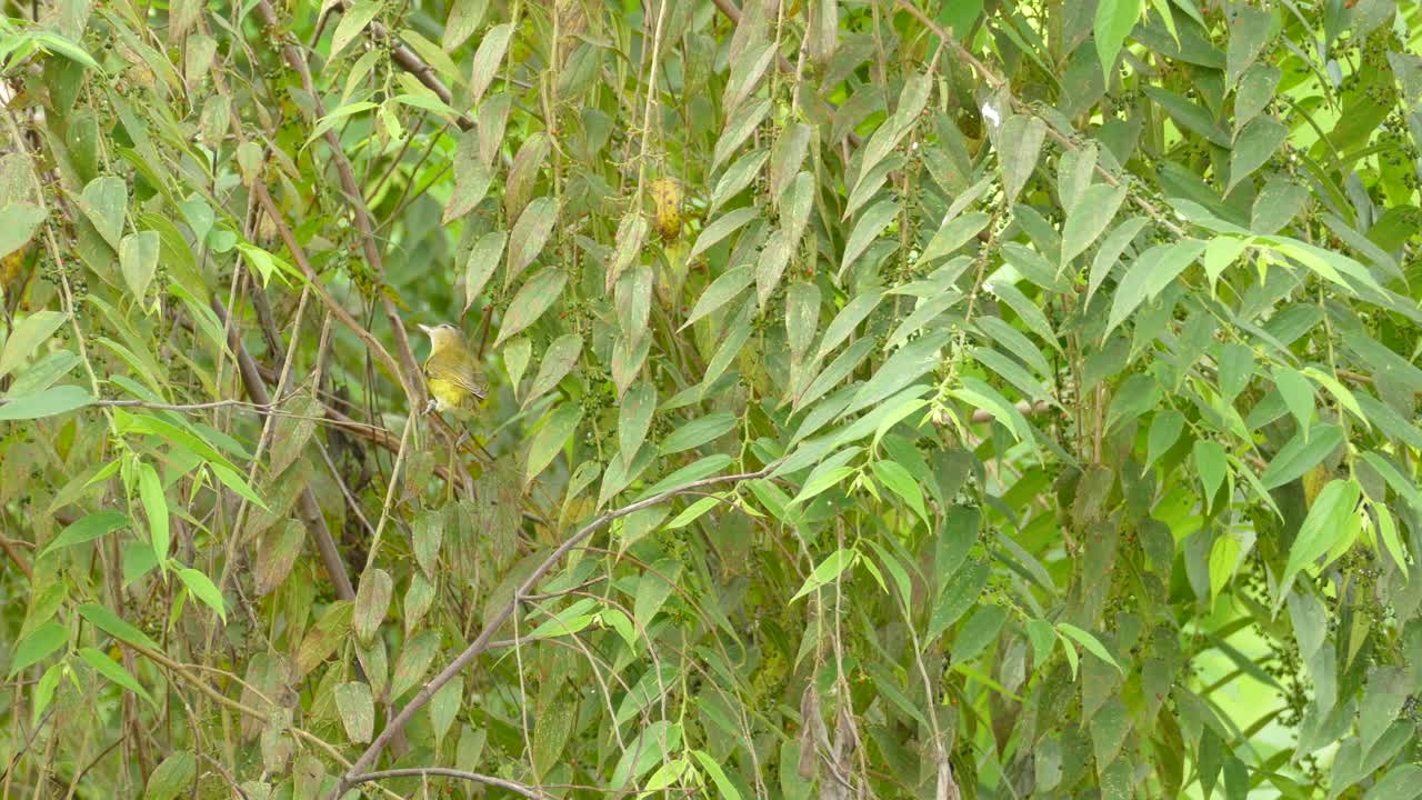 pollito amarillo y verde despega de las ramas espesas de la selva tropical