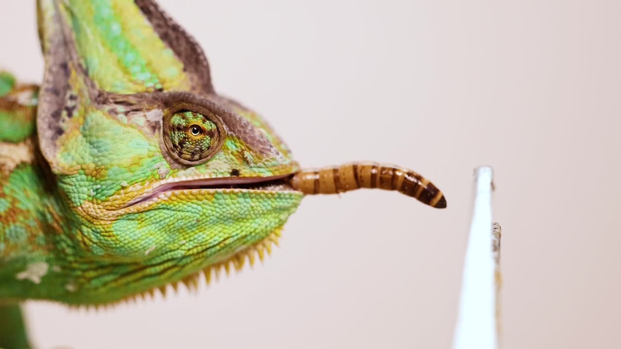 A veiled chameleon captures a worm using its long, sticky tongue in a close-up, well-lit shot