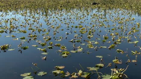 Quick-dolly-over-reflective-lake-with-lily-pads