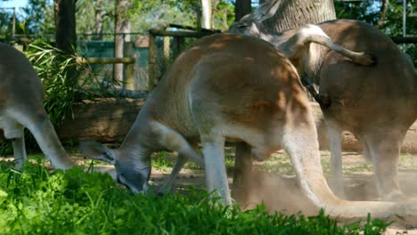 Canguro-Cavando-En-El-Suelo-Mientras-Otro-Se-Rasca---Canguros-Rojos-En-Brisbane,-Australia