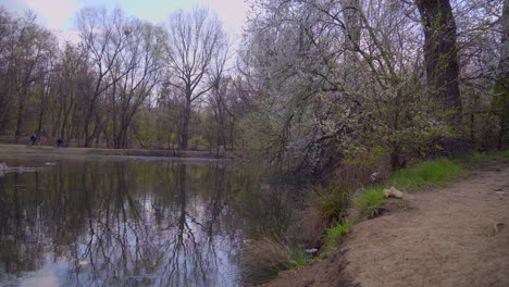 Orilla-Del-Lago-En-Un-Parque-Con-árboles-En-Flor-En-Primavera