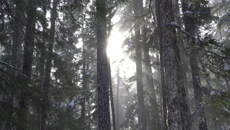 Sonnenstrahlen,-Die-Im-Winter-Durch-Alte-Waldbestände-Scheinen