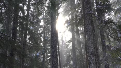 Shafts-of-sunlight-shining-through-old-growth-forest-in-winter