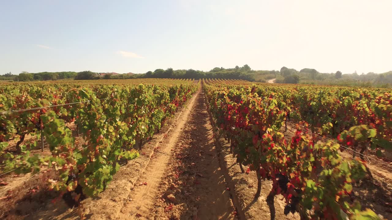 Paesaggio della vigna d'autunno