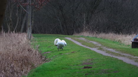 a-white-mute-swan-is-standing-at-the-roadside-cleaning-its-plumage