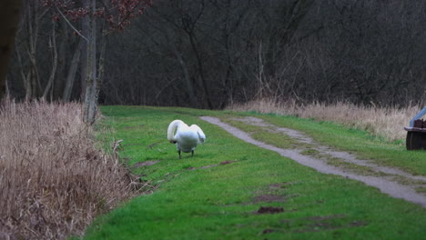 Ein-Weißer-Höckerschwan-Steht-Am-Straßenrand-Und-Putzt-Sein-Gefieder