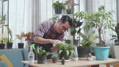 asian man cleaning the plant at home