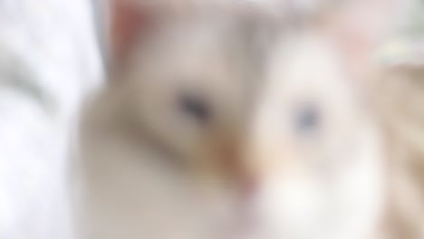 gabrielle (our cat) coming to us after calling her name.