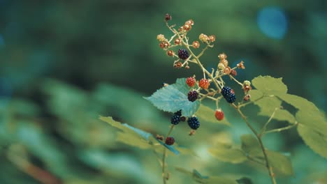 A thorny blackberry branch with fresh ripe berries backlit by the morning sun