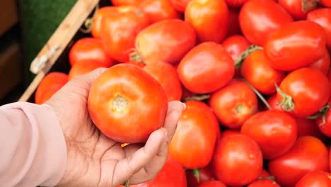 woman holding a tomato