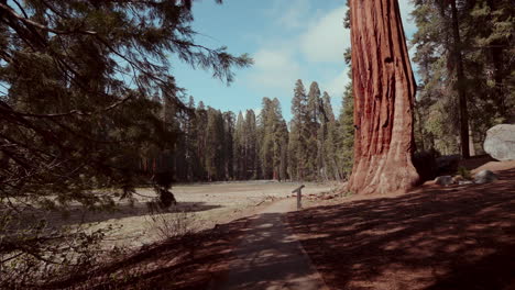 giant redwood trees in a forest trail