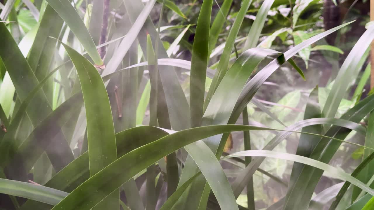 Soft smoke moves through lush green garden plants, natural daylight, static camera, tranquil mood