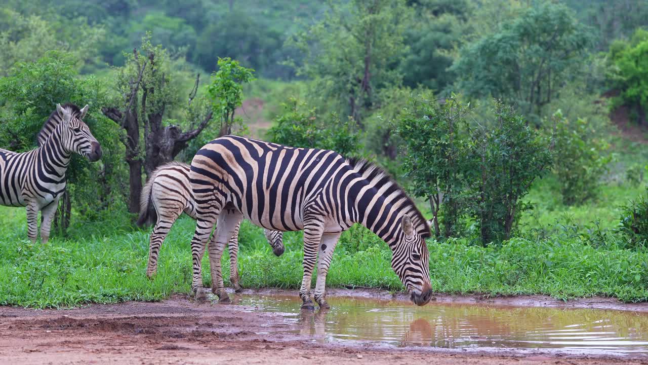 Famiglia di zebre che beve alla pozza d'acqua, piano medio.