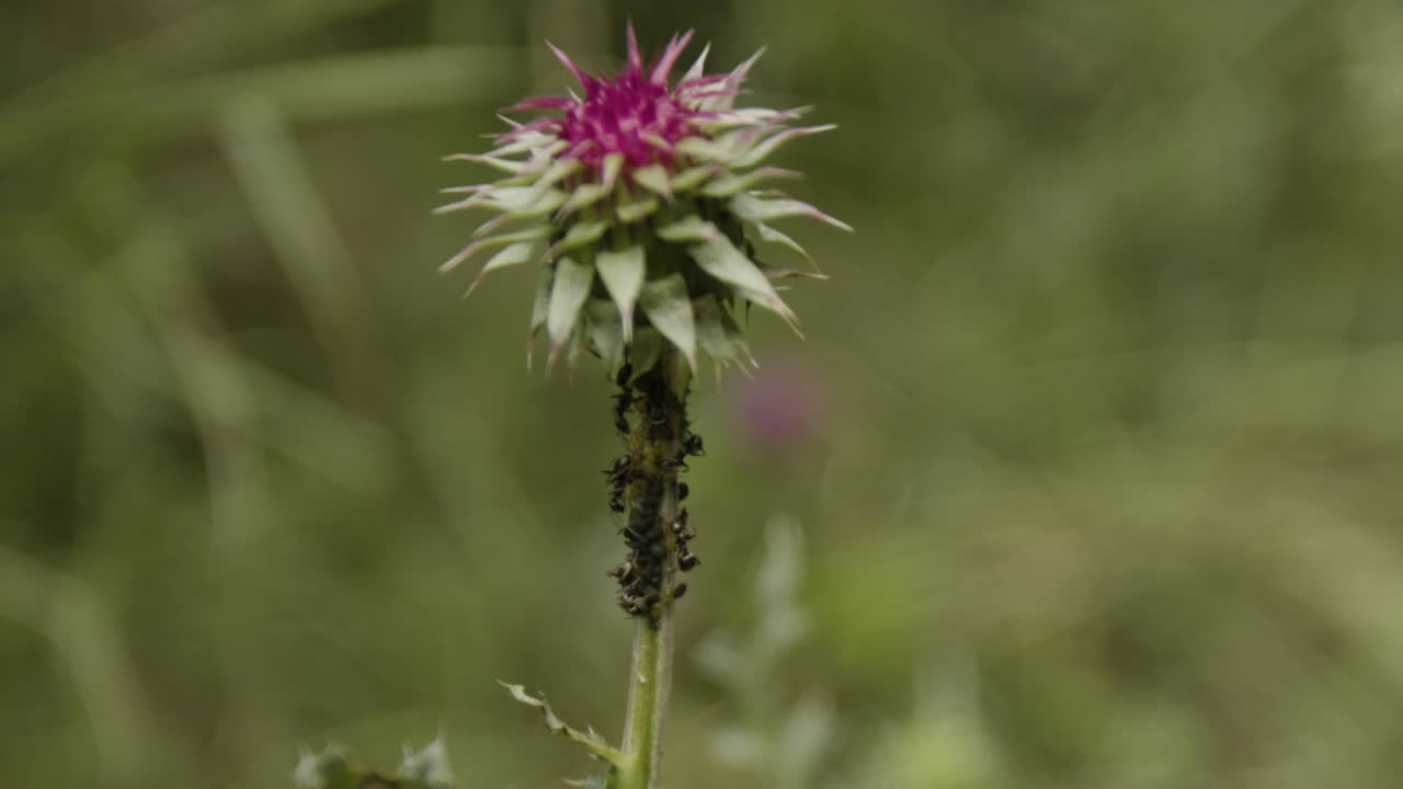Thistle with Insects