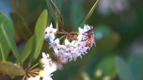 the beauty of flora and fauna during the spring season, a buzzing pollinator honey bee, apis mellifera busy pollinating the flowers of river mangrove, aegiceras corniculatum, close up shot