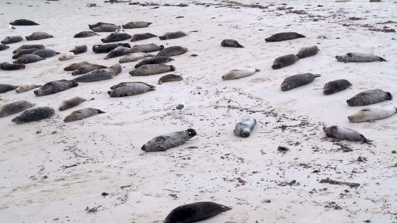 귀여운 항구 바다표범 무리가 모래 해변에서 쉬고 자고 있습니다 - 캘리포니아 라호야의 카사 해변 - 4k
