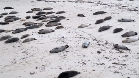 Group-of-Cute-Adorable-Harbor-Seals-Resting-and-Sleeping-on-a-Sandy-Beach---Casa-Beach-in-La-Jolla,-California---4K