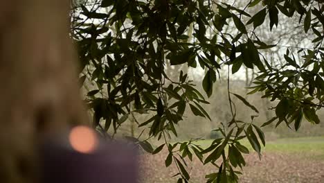 candle flickers in rural woodland