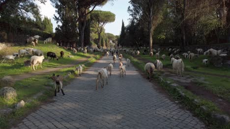 Camine-Por-La-Vía-Apia-En-Roma-Junto-Con-Un-Rebaño-De-Ovejas-Y-Cabras-En-Un-Día-Soleado