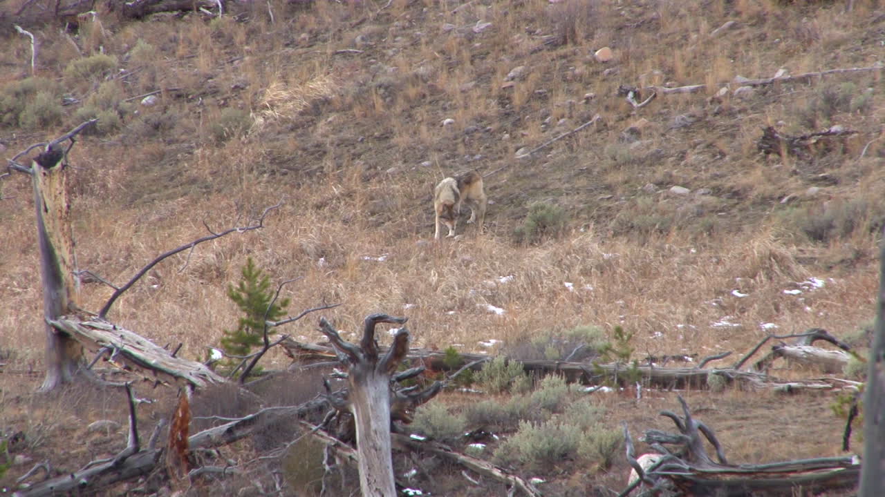 옐로스톤 국립공원 2에서 늑대를 볼 수 있습니다.