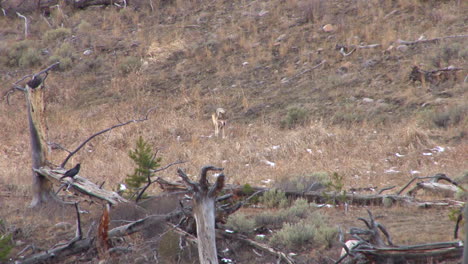 Wolves-Are-Seen-In-Yellowstone-National-Park-2