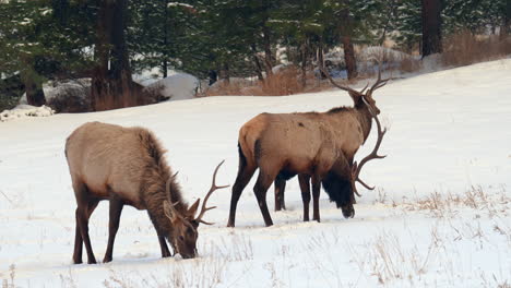 buck bull alce rebaño colorado yellowstone parque nacional montana wyoming idaho animales salvajes puesta de sol invierno comiendo hierba abierto nieve prado machos ciervos denver frente rango backcountry buck cazador todavía