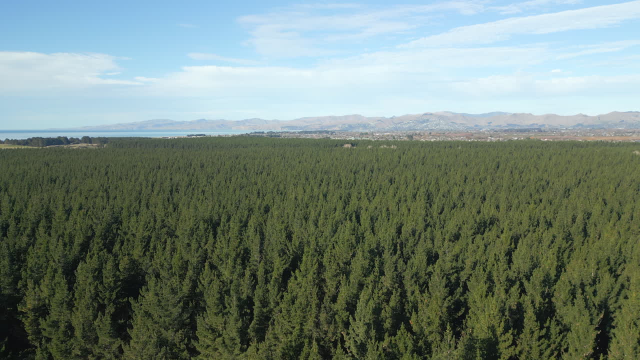 Vast Pine Forest In Christchurch New Zealand Port Hills In Background 60FPS