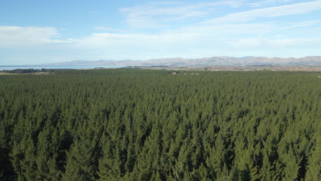 Gran-Bosque-De-Pinos-En-Christchurch,-Nueva-Zelanda.-Port-Hills-Al-Fondo,-60-Fps