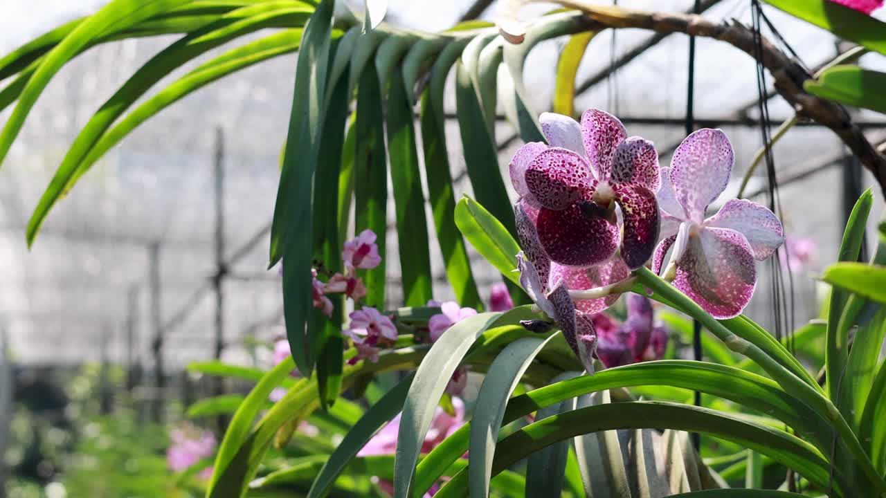 Purple orchids sway gently in a sunlit greenhouse, surrounded by lush green leaves and a serene atmosphere