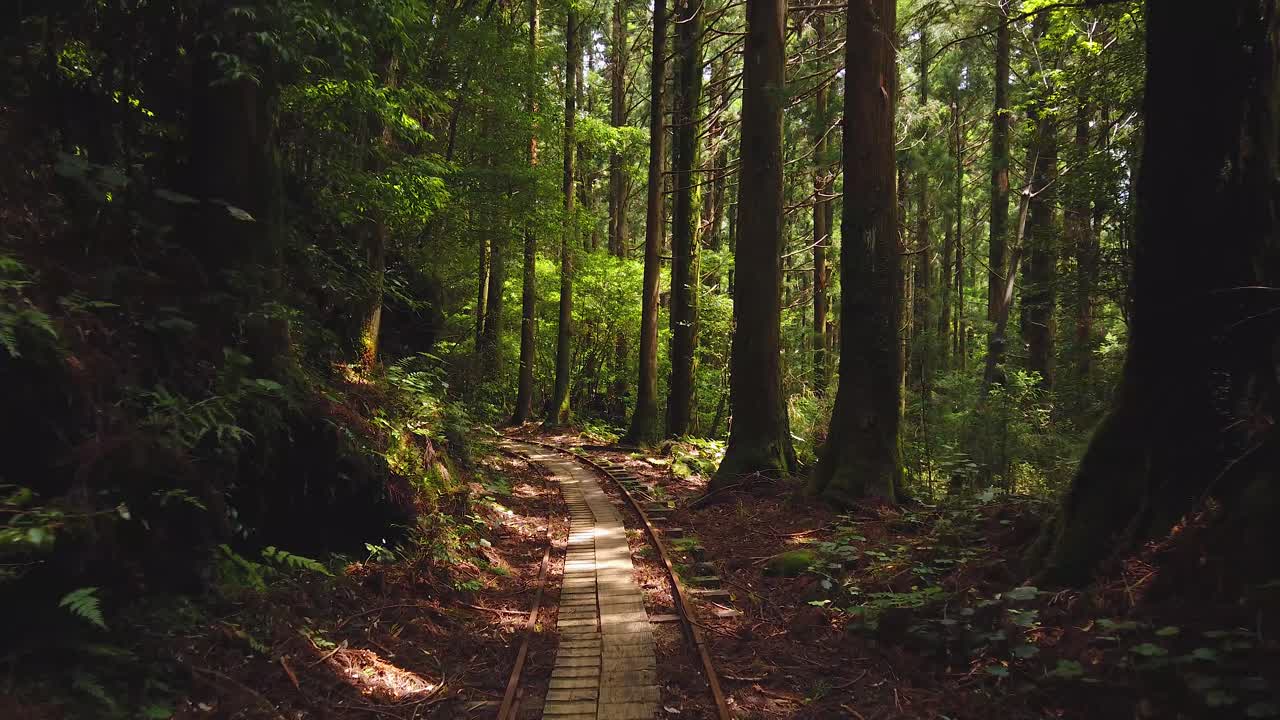 Hiking through Yakusugi Forest of Yakushima, Point of View Shot on Trail