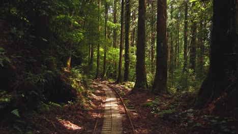 Hiking-through-Yakusugi-Forest-of-Yakushima,-Point-of-View-Shot-on-Trail